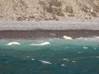 Eisbär und Belguas vor Devon Island (© Karen Foley)