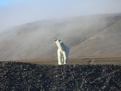 Eisbär auf Devon Island (© Murphy Shewchuk)