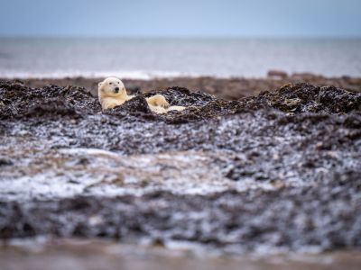 Eisbär an der Hudson Bay (© Nicholas Dale)