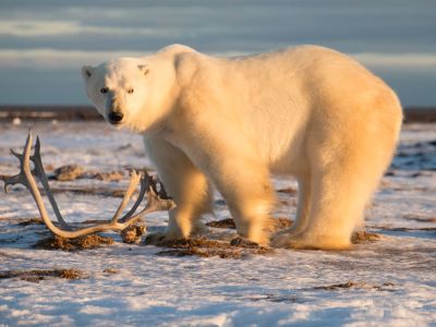 Eisbär an der Hudson Bay 