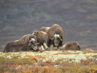 Kanada hat eine sehr grosse Moschusochsenpopulation. (© Andy Astbury)