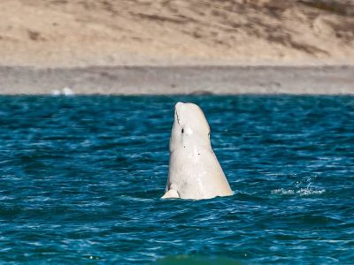 Beluga im Cunningham Inlet vor Somerset Island (© Gerald Corsi)