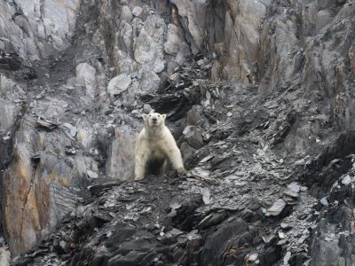Eisbär auf der Herald Insel. Die russische Insel liegt 63,5 km östlich der Wrangelinsel in der Tschu