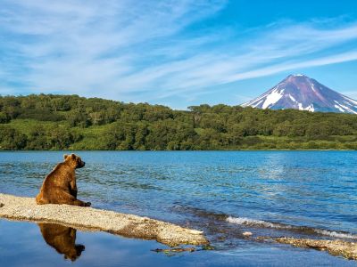 Braunbär am Kurilensee in Kamtschatka. Im Hintergrund sieht man den Vulkan Iljinsky. (© Dmitry Arist