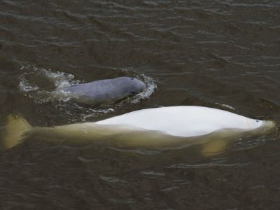 Belugawale trifft man manchmal schon im Hafenbecken von Anadyr! (© Vreni und Stefan Gerber)