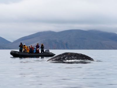 Walbeobachtung bei Yttygran, Tschukotka. (© Vreni und Stefan Gerber)