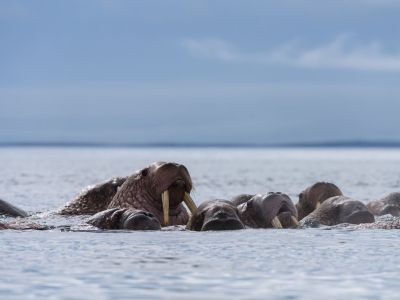 Walrosse bei Yttygran, Tschukotka. (© Vreni und Stefan Gerber)