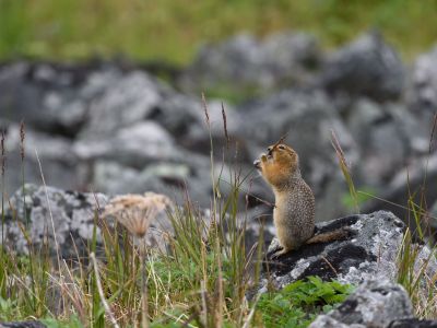 Ziesel fühlen sich wohl in der russischen Arktis. (© Vreni und Stefan Gerber)