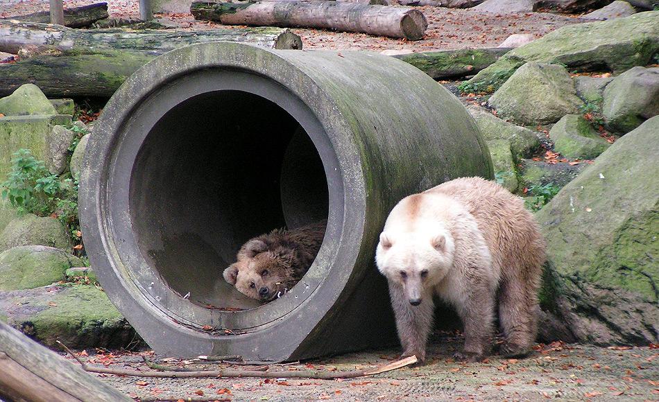 Eisbären und Grizzlies sind nahe miteinander verwandt und bisher kannte man Hybriden nur aus dem Zoo. Diese Hybriden sind entweder Grolarbär (Vater = Grizzlie) oder Pizzly (Vater = Eisbär). Bild: Corradox (Wikipedia)