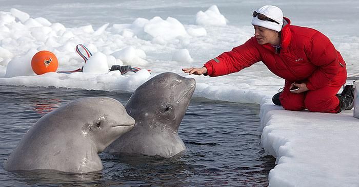 Mit Belugas unter dem Eis tauchen